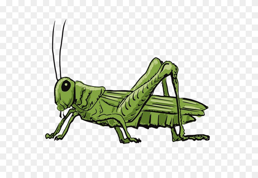 650x520 Animated Grasshopper Clipart Background Cartoon Drawing Of A Grasshopper, Insect, Invertebrate, Animal HD PNG Download
