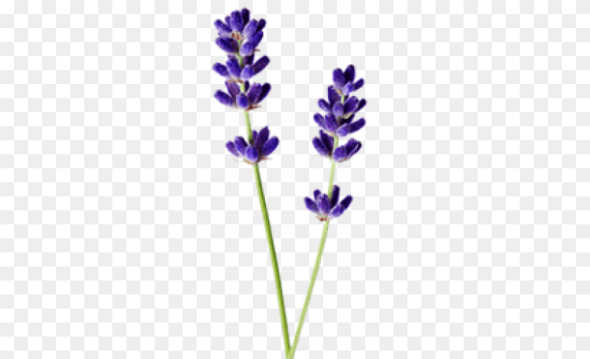 Anja, Flower, Lavender, Plant PNG
