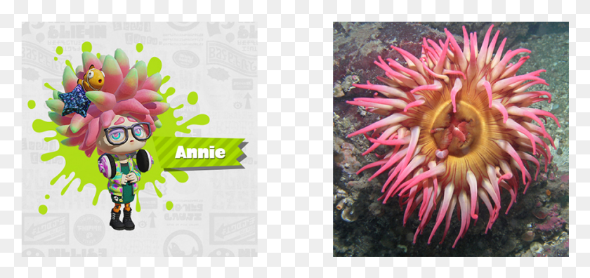 929x401 La Biología Marina De Annie, Anémona De Mar, Invertebrado, Vida Marina Hd Png