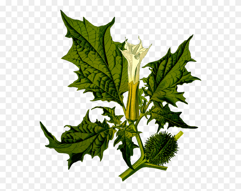 569x607 Annual Bush Devil Devil39s Floral Flower Herb Datura Stramonium, Leaf, Plant, Vase HD PNG Download
