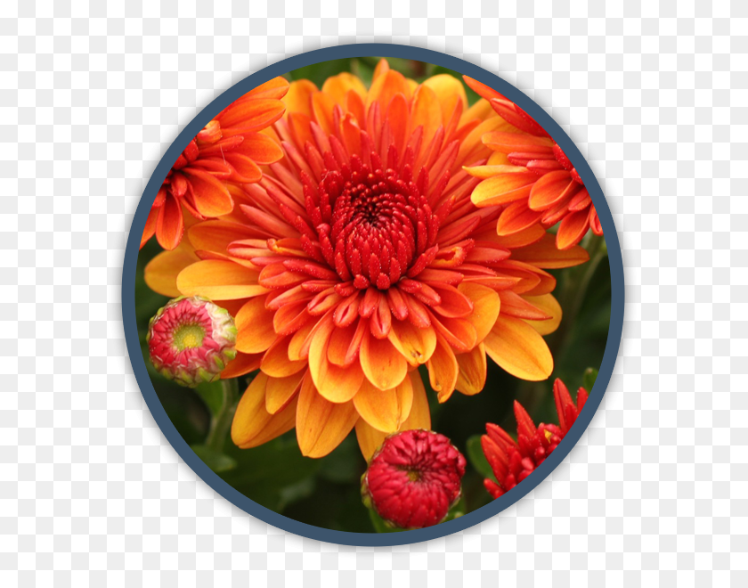 600x600 Ежегодная Осенняя Цветная Георгина, Цветок, Растение, Цветение Hd Png Скачать