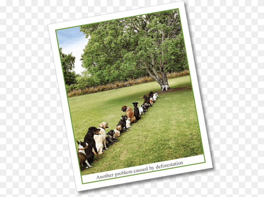 Another Problem Caused By Deforestation, Park, Outdoors, Nature, Grass Sticker PNG