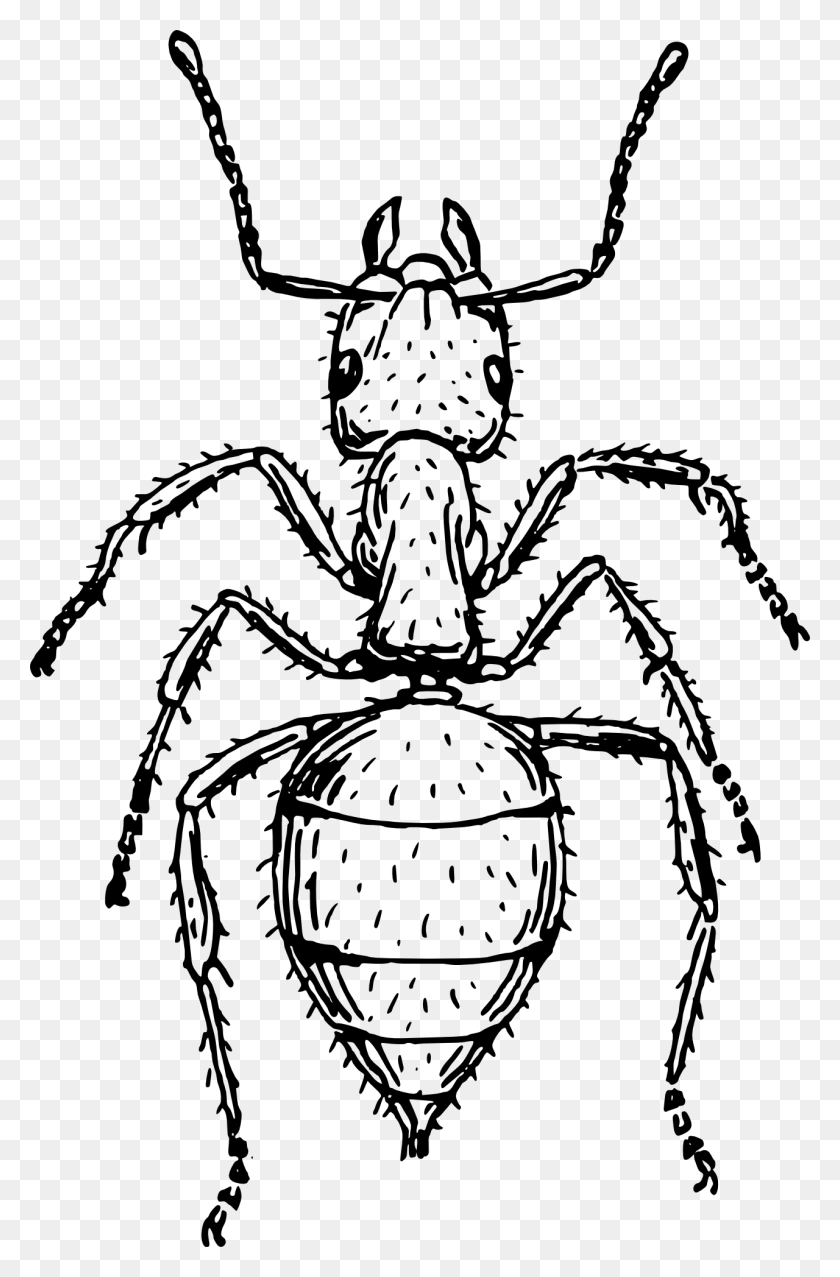 1280x1998 Ant, Animal, Stencil, Food HD PNG Download