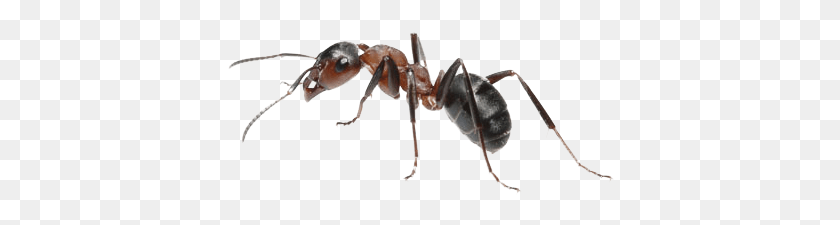 388x165 Ant, Insect, Invertebrate, Animal HD PNG Download