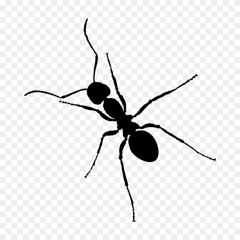 2400x2400 Ant, Gray PNG