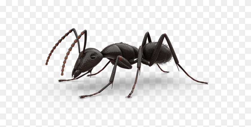 Ant, Animal, Insect, Invertebrate PNG