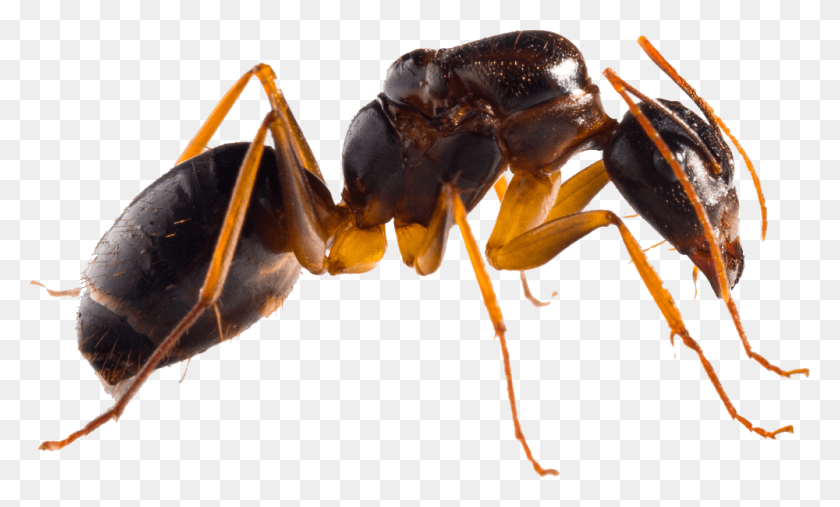 1000x574 Ant, Insect, Invertebrate, Animal HD PNG Download