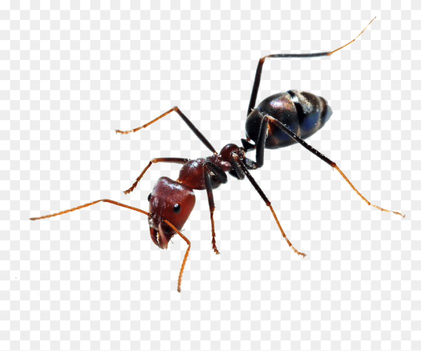 876x720 Ant Ant Bee, Insect, Invertebrate, Animal HD PNG Download