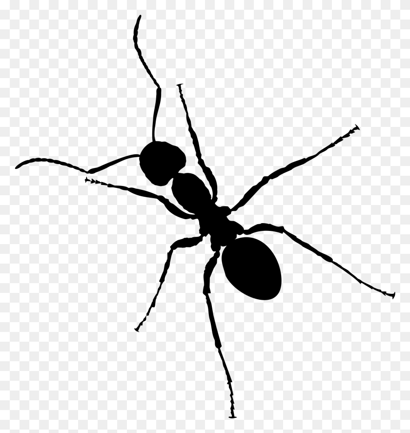 1919x2035 Hormiga Hormiga Insecto Png / Hormiga Hd Png