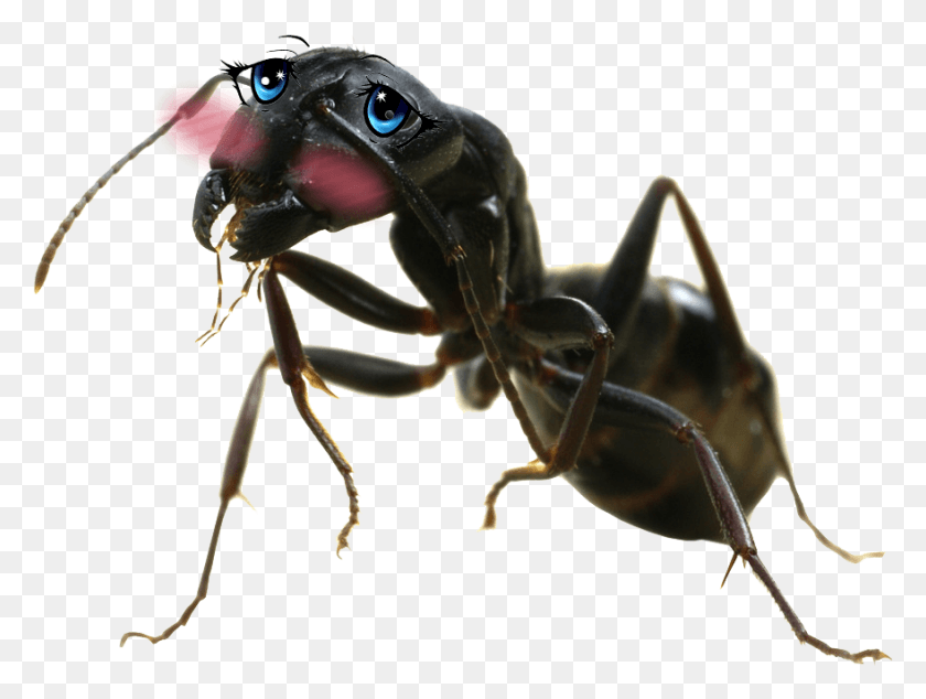 880x648 Ant Big Carpenter Ant, Insect, Invertebrate, Animal HD PNG Download