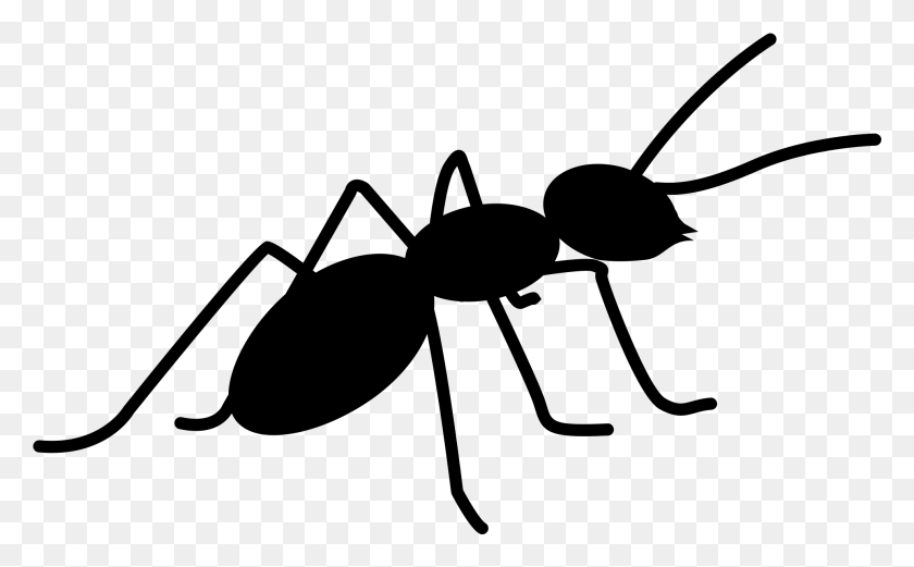 1972x1167 Ant Black Ant, Gray, World Of Warcraft HD PNG Download