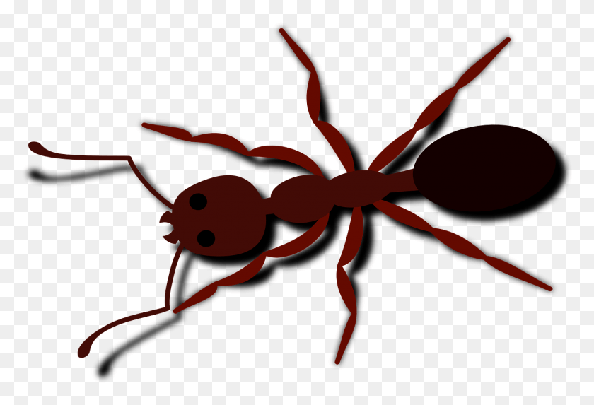 1280x843 Ant Bug Insect Ant Clip Art, Invertebrate, Animal HD PNG Download