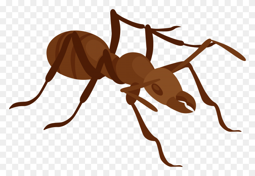 7929x5288 Ant Clip Art Clip Art Ant, Insect, Invertebrate, Animal HD PNG Download