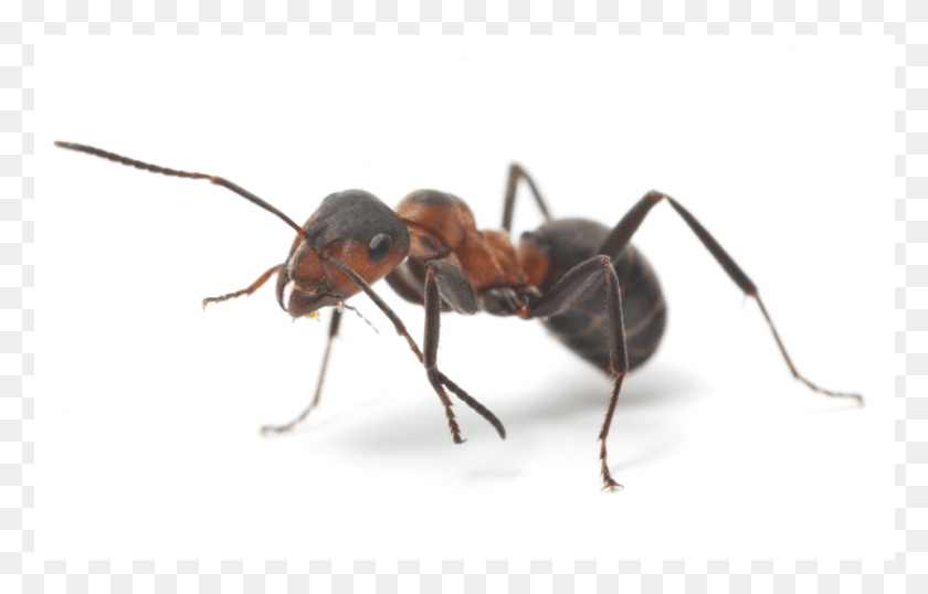 961x590 Ant Facts Myror Sverige, Insect, Invertebrate, Animal HD PNG Download