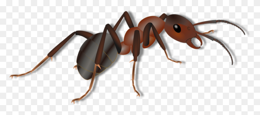 801x321 Ant For Kids, Invertebrate, Animal, Insect HD PNG Download