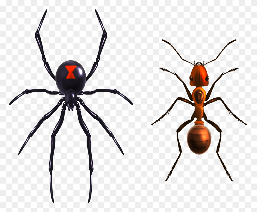 2244x1823 Ant Illustration Realistic Black Widow Spider Drawing, Invertebrate, Animal, Insect HD PNG Download