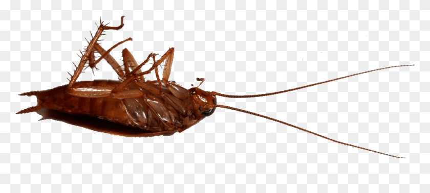 932x380 Ant Madagascar Hissing Cockroach, Insect, Invertebrate, Animal HD PNG Download