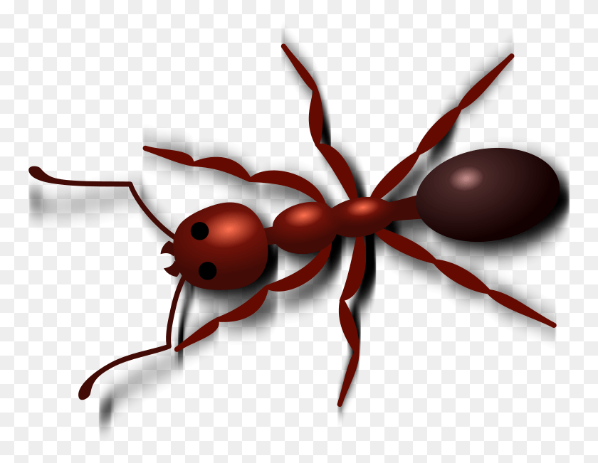 762x591 Ant Red Ant Clip Art, Insect, Invertebrate, Animal HD PNG Download