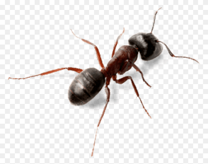 850x658 Ant Top View Images Background Carpenter Ants Vs Acrobat Ants, Spider, Invertebrate, Animal HD PNG Download