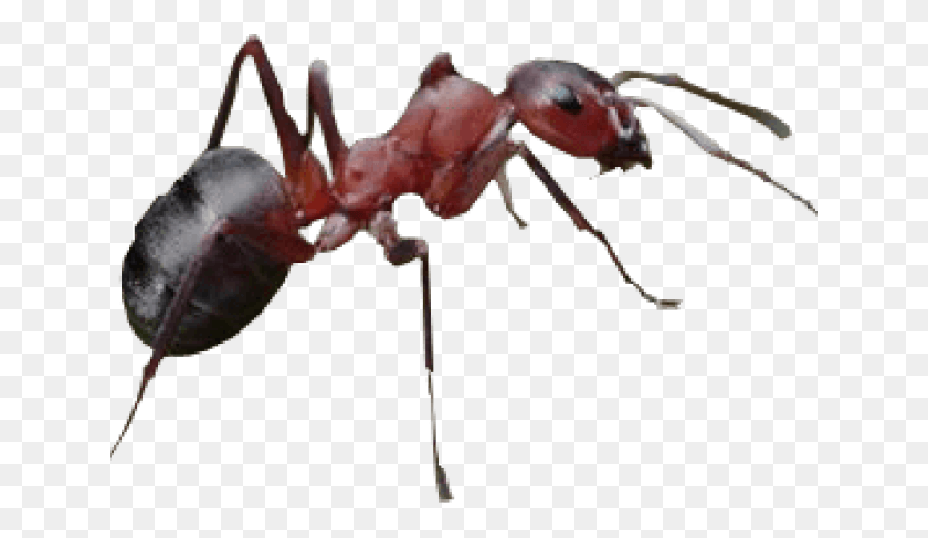 641x427 Ant With No Background, Insect, Invertebrate, Animal HD PNG Download