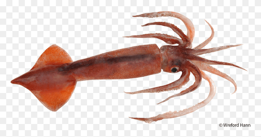 1241x609 Antarctic Squid Image Nototodarus Sloanii, Seafood, Food, Sea Life HD PNG Download