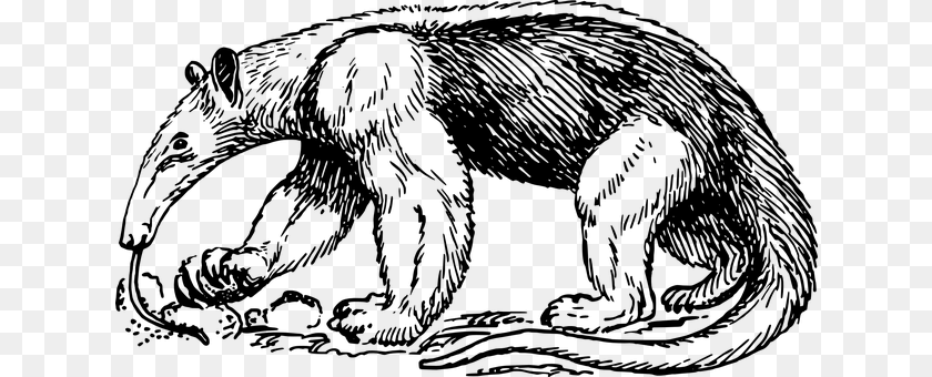 Anteater Gray Sticker PNG