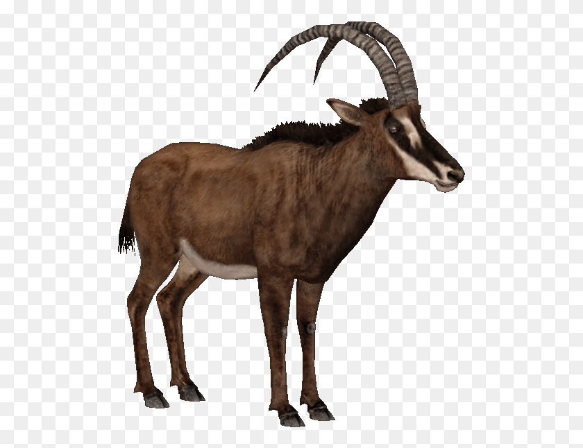 501x586 Antelope, Wildlife, Mammal, Animal HD PNG Download