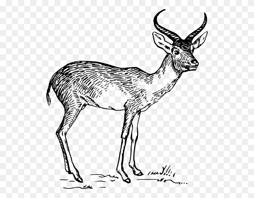534x596 Antelope Svg Clip Arts 534 X 596 Px Antelope Clipart Black And White, Wildlife, Mammal, Animal HD PNG Download