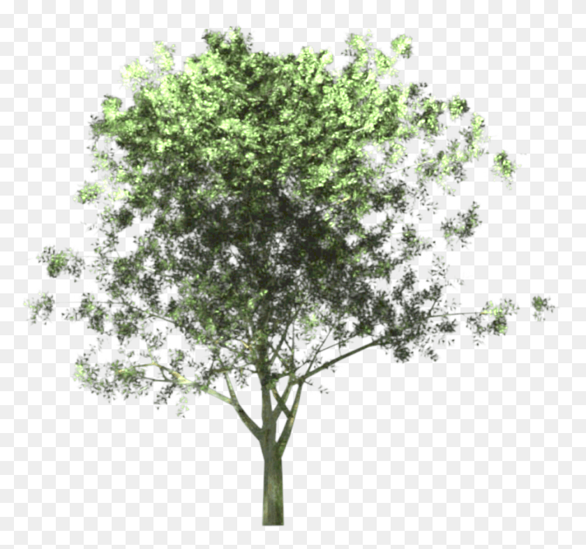 897x836 Png Передняя Siguiente Backhousia Myrtifolia, Растение, Дерево, Куст Hd Png Скачать