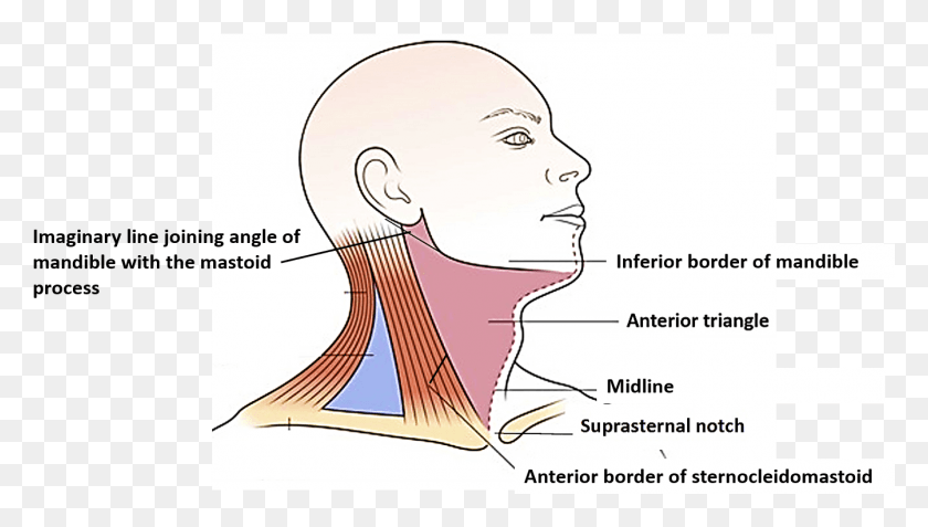 1344x720 Anterior Triangle Of Neck Sketch, Throat, Head, Shoulder HD PNG Download