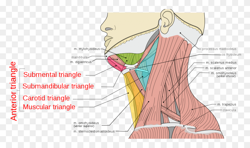 1180x666 Anterior Triangle Of The Neck Neck And Shoulder Muscles Pain, Comics, Book, Person HD PNG Download