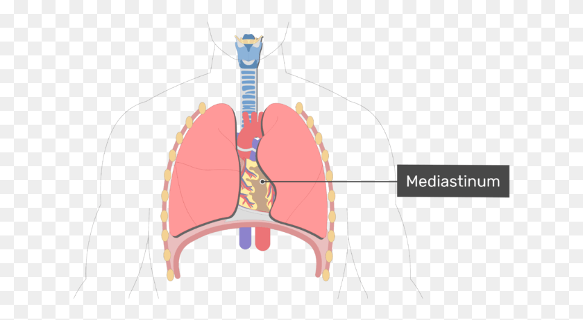 631x402 Anterior View Of The Mediastinum Heart Location HD PNG Download