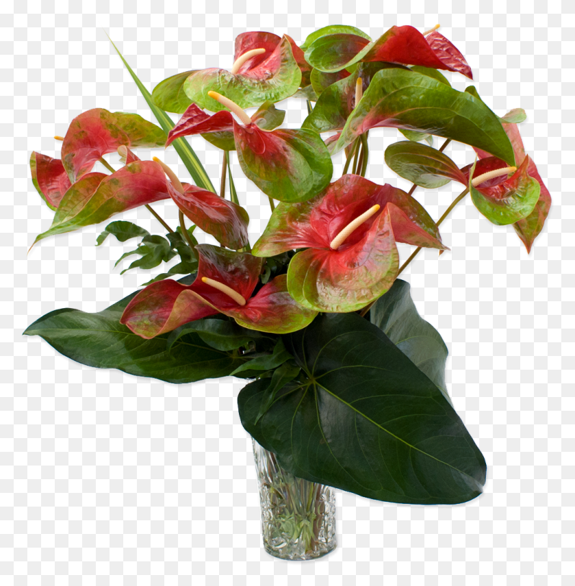 1022x1044 Антуриум Гавайские Цветы Антуриум Красный И Зеленый, Растение, Цветок, Цветение Png Скачать
