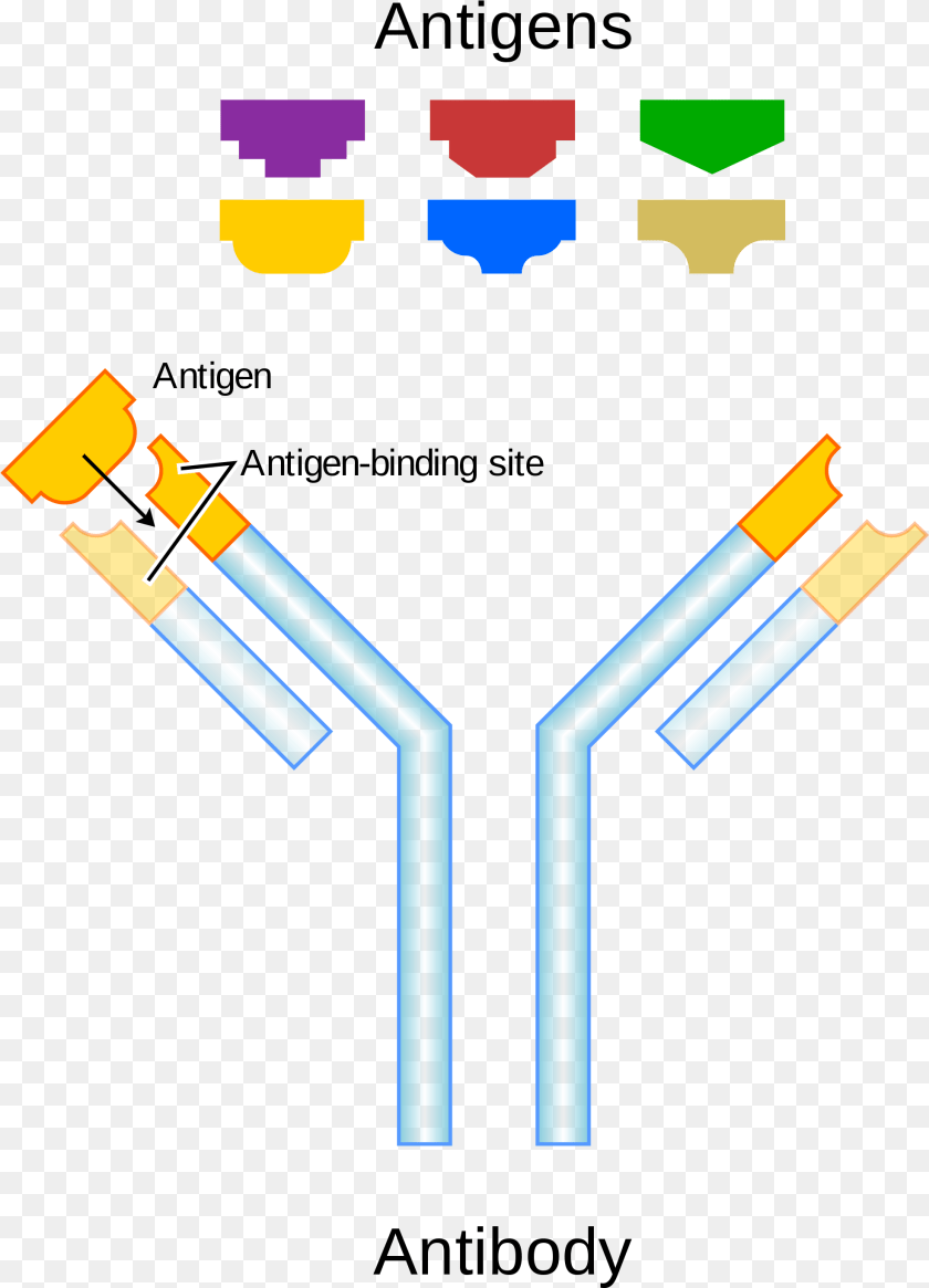 Antibody Antigen, Cross, Symbol PNG