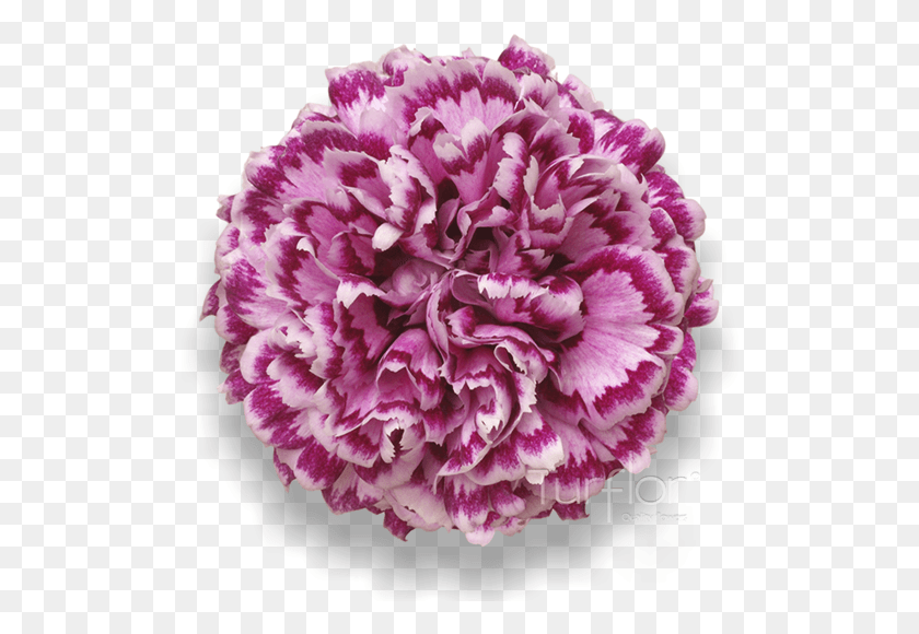514x520 Antigua Carnation, Plant, Flower, Blossom HD PNG Download