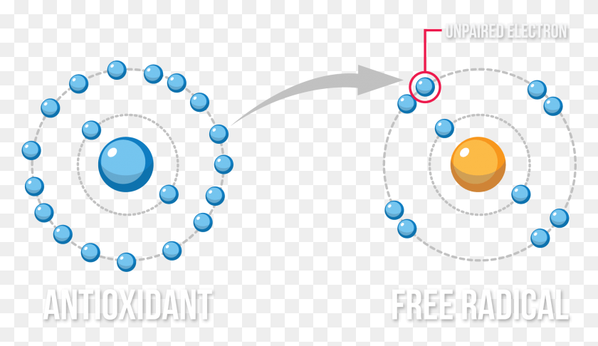 1870x1023 Antioxidant Free Radical Theory Of Aging Redox Rea Neutralization Of Free Radicals Antioxidants, Accessories, Accessory, Bead HD PNG Download