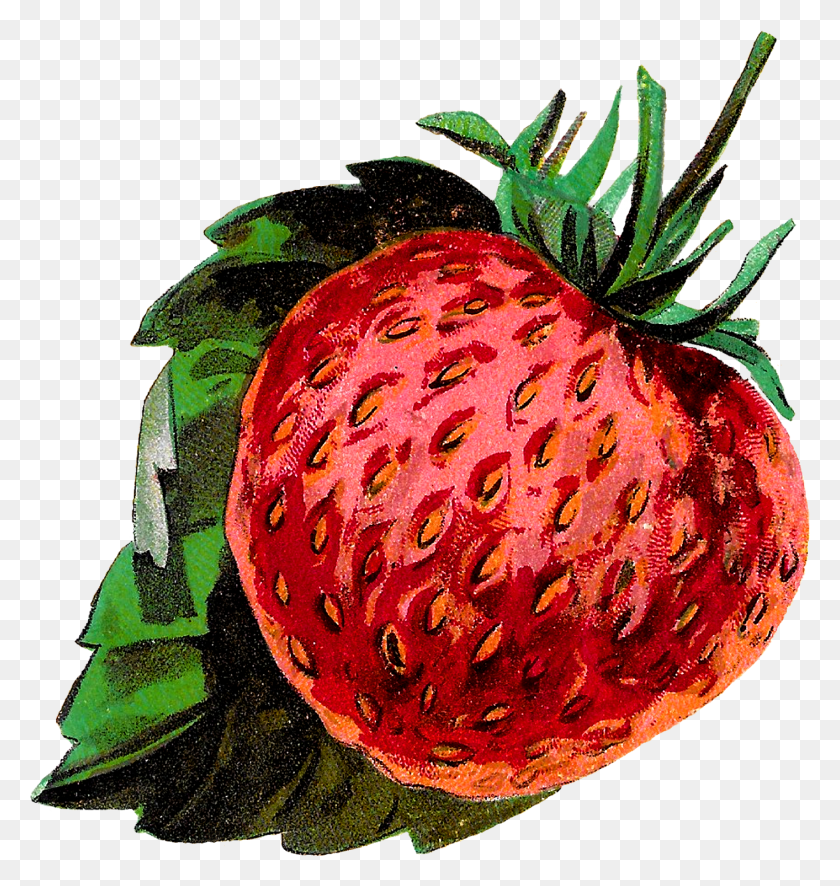 1413x1498 Imágenes Antiguas Fresas Fruta Stock Clip Art Fresa Calyx Clipart, Planta, Alimentos, Hongo Hd Png Descargar