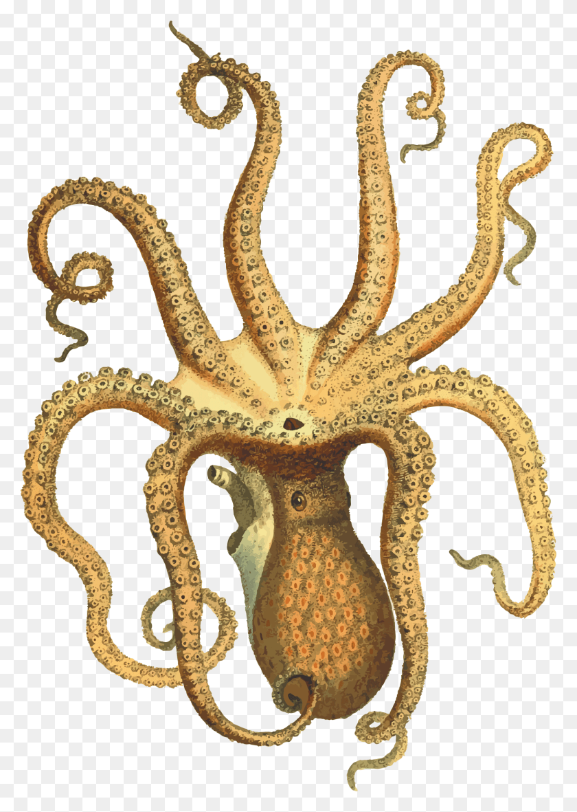 1620x2330 Antique Vase Clipart Pic Transparent Octopus, Sea Life, Animal, Invertebrate HD PNG Download