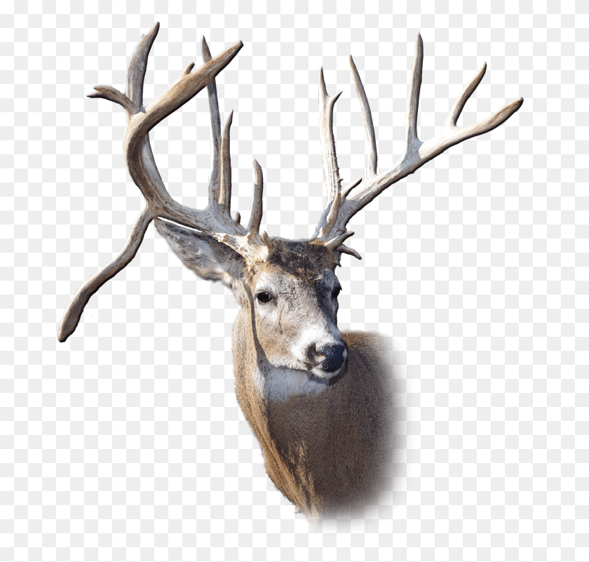 682x741 Descargar Png / Cornamenta, Elk, Ciervo, La Vida Silvestre