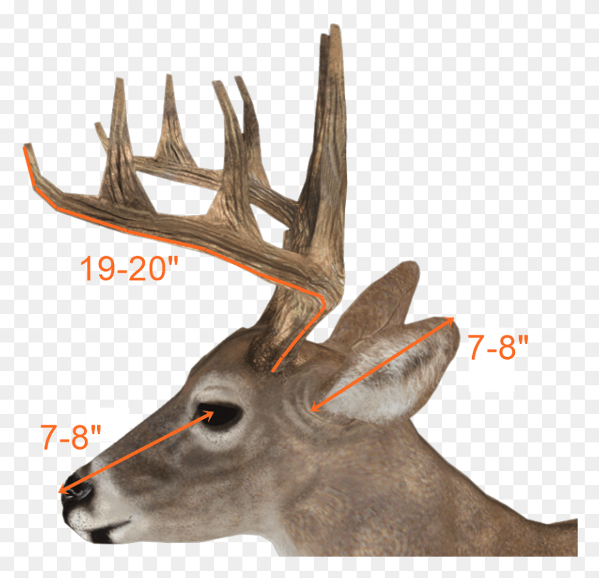 816x785 Antlers Side View Buck Deer Side View, Antler, Bird, Animal HD PNG Download