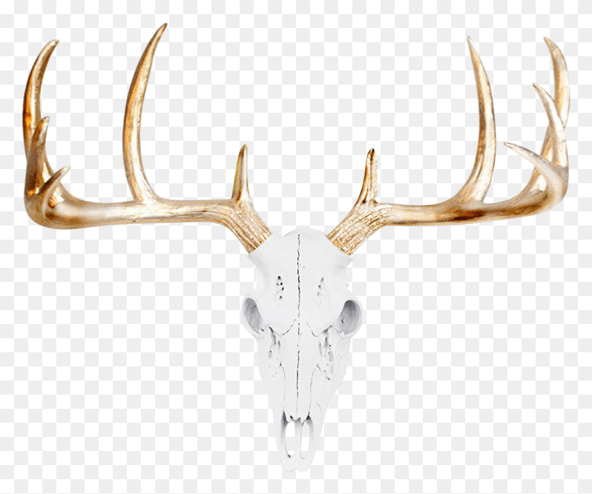 Antlers Side View Deer Skull, Antler, Cross, Symbol HD PNG Download ...