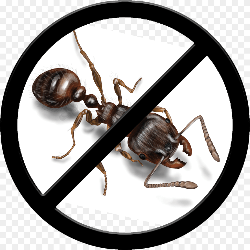 976x976 Ants Control No Unpasteurized Milk, Animal, Ant, Insect, Invertebrate PNG