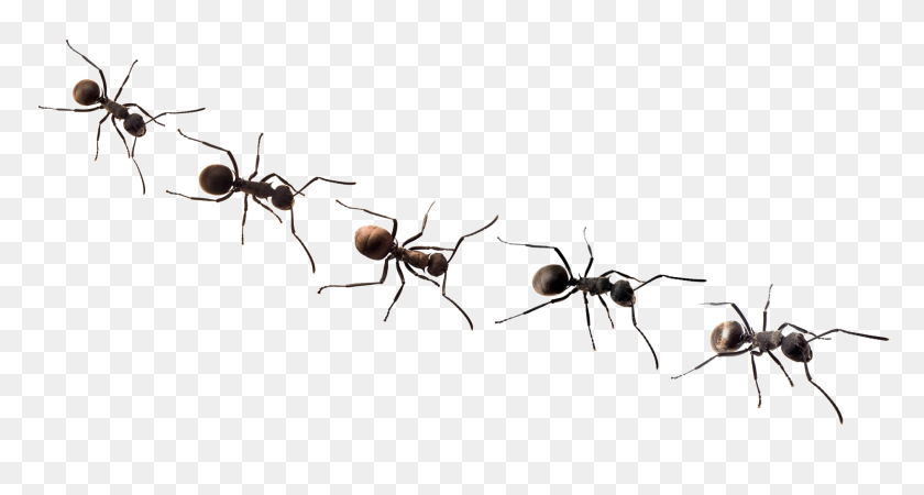 1889x945 Ants Free Background Tattoo Designs Ants, Animal, Insect, Invertebrate HD PNG Download