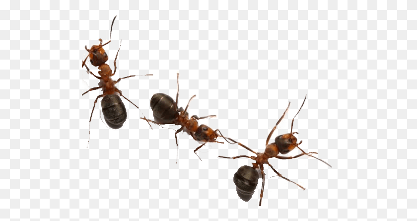 512x385 Ants On White Background, Ant, Insect, Invertebrate HD PNG Download