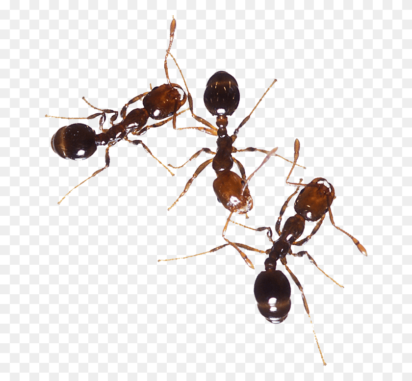 660x717 Ants Venomous Ants In Texas, Spider, Invertebrate, Animal HD PNG Download