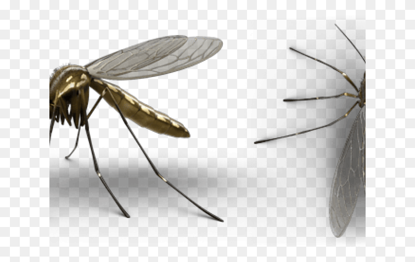 641x471 Aparelho Bucal Dos Mosquitos, Insect, Invertebrate, Animal HD PNG Download