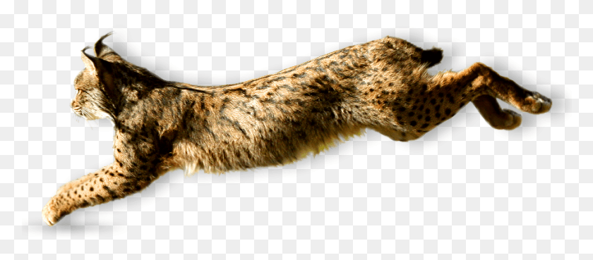 900x357 Apart From Raising Awareness For The Terrible Drop Iberian Lynx, Mammal, Animal, Panther HD PNG Download