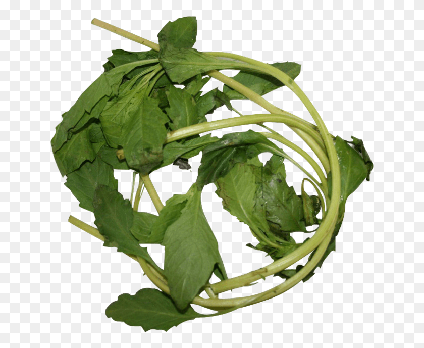 643x629 Apazote Fresh Herb Beet Greens, Plant, Vegetable, Food HD PNG Download
