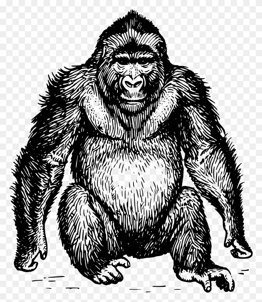 1099x1280 Ape Wild Sitting Mammal Hairy Image Apes In Black And White, Wildlife, Animal, Tiger HD PNG Download