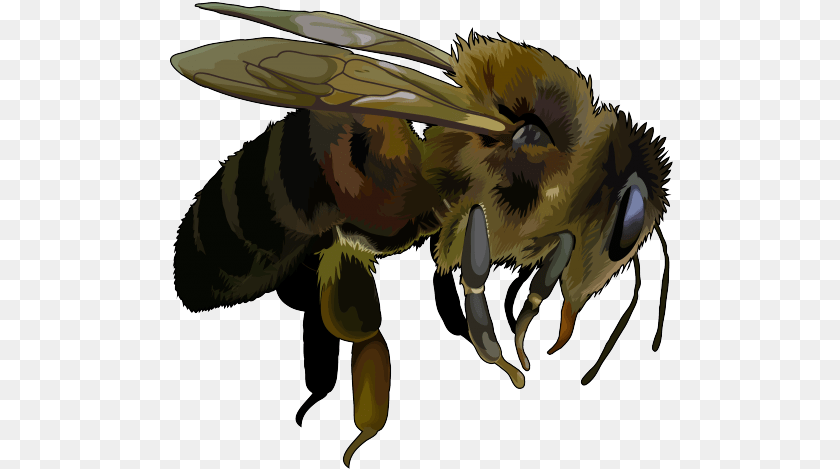 505x469 Apis Mellifera Abeja Africana Negra, Animal, Bee, Honey Bee, Insect Sticker PNG